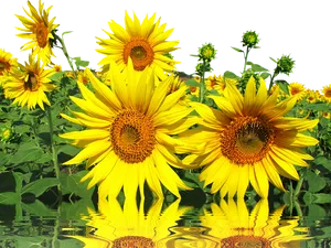 Vibrant_ Sunflowers_ Reflection