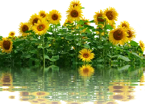 Vibrant_ Sunflowers_ Reflection_ Water