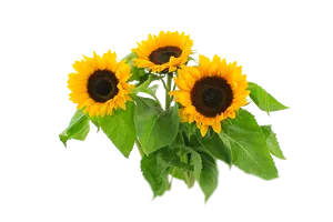 Vibrant Sunflowers Transparent Background PNG image
