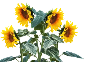 Vibrant Sunflowers Transparent Background