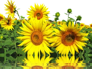 Vibrant Sunflowerswith Reflections PNG image