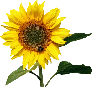 Vibrant Sunflowerwith Bee