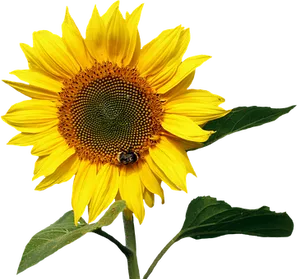 Vibrant Sunflowerwith Bee PNG image