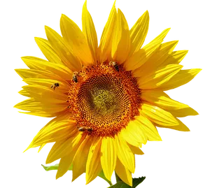 Vibrant Sunflowerwith Bees