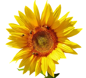 Vibrant Sunflowerwith Bees PNG image