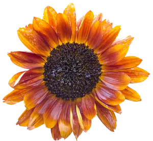 Vibrant Sunflowerwith Dew Drops