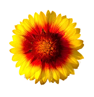 Vibrant Sunlike Flower PNG image