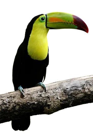 Vibrant_ Toucan_ Perched_on_ Branch