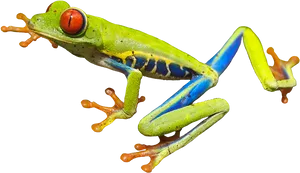 Vibrant Tree Frog In Mid Leap PNG image