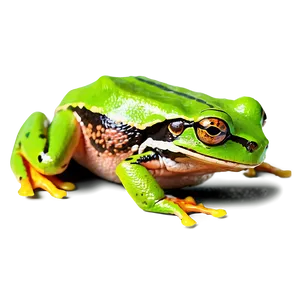 Vibrant Tree Frog Png 95 PNG image