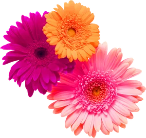 Vibrant Trioof Gerbera Daisies PNG image