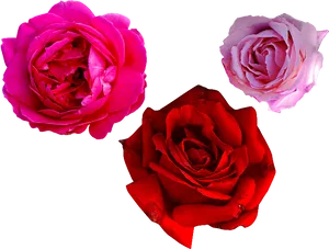 Vibrant Trioof Roses Isolatedon Grey
