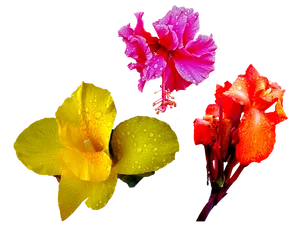 Vibrant Trioof Tropical Flowers