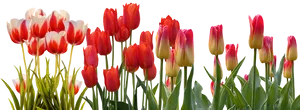 Vibrant Tulip Array PNG image