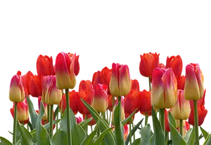 Vibrant_ Tulip_ Bouquet PNG image