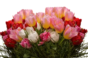 Vibrant_ Tulip_ Bouquet_ Black_ Background.jpg PNG image