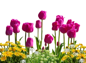 Vibrant_ Tulips_ Against_ Black_ Background.jpg PNG image