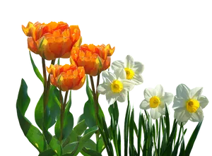 Vibrant_ Tulips_and_ Daffodils_ Against_ Black_ Background.jpg PNG image