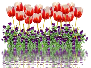 Vibrant_ Tulips_and_ Pansies_ Reflection PNG image