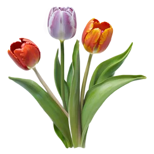 Vibrant Tulips Array Png Jiy PNG image