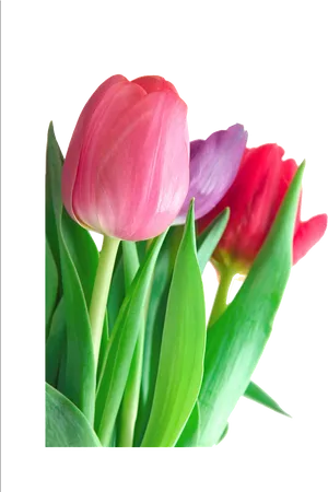 Vibrant Tulips Bouquet.png PNG image