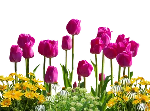 Vibrant Tulips Over Spring Flowers PNG image