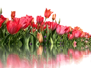 Vibrant_ Tulips_ Reflection PNG image