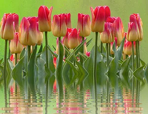 Vibrant_ Tulips_ Reflections PNG image