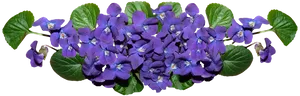 Vibrant Violet Flowers Cluster PNG image