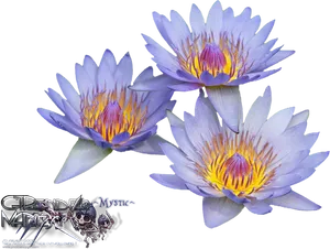 Vibrant_ Water_ Lilies PNG image