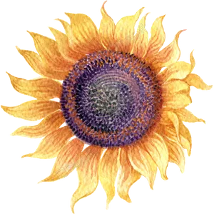 Vibrant Watercolor Sunflower Art PNG image