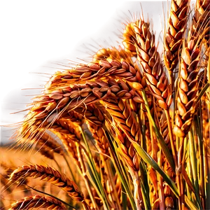 Vibrant Wheat Field Afternoon Png 98 PNG image