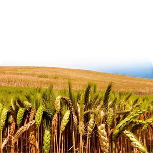 Vibrant Wheat Field Afternoon Png Dgp15 PNG image