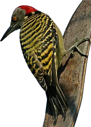 Vibrant Woodpecker On Tree PNG