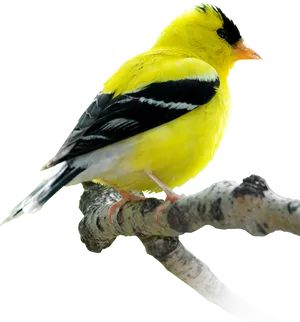 Vibrant Yellow Bird Perched PNG image