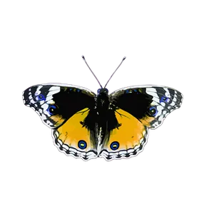 Vibrant Yellow Butterfly Black Background