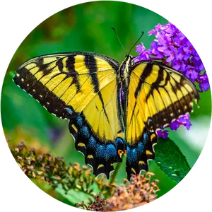 Vibrant Yellow Butterflyon Purple Flowers PNG