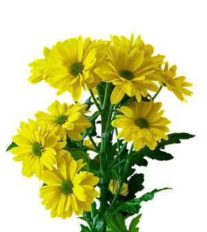 Vibrant Yellow Chrysanthemums