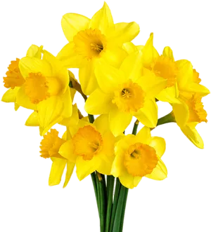 Vibrant Yellow Daffodils Bouquet PNG image