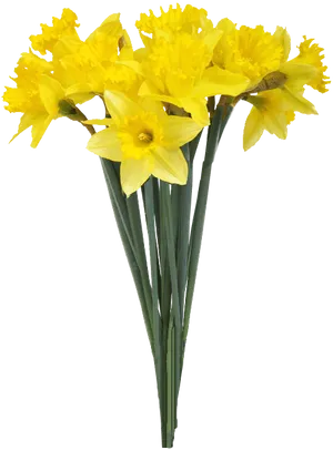 Vibrant_ Yellow_ Daffodils_ Bouquet.png PNG image