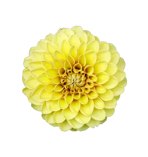 Vibrant Yellow Dahlia Flower
