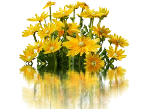 Vibrant Yellow Daisies Reflection