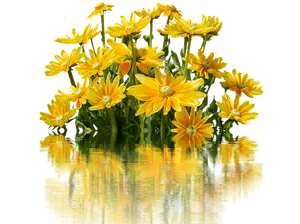 Vibrant Yellow Daisies Reflection