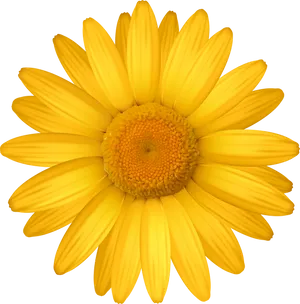 Vibrant Yellow Daisy Black Background.jpg PNG image
