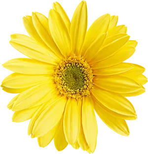 Vibrant Yellow Daisy Black Background PNG image