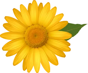 Vibrant Yellow Daisy Flower PNG image