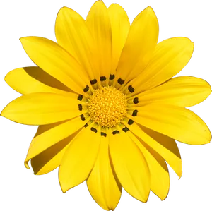Vibrant Yellow Flower Black Background