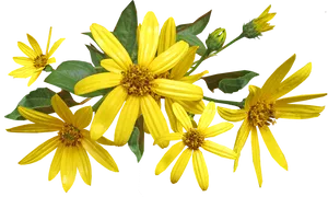 Vibrant Yellow Flowers Transparent Background