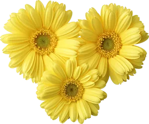 Vibrant Yellow Gerbera Daisies PNG image