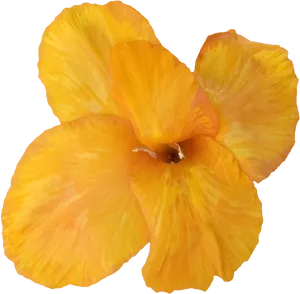 Vibrant Yellow Gladiolus Bloom PNG image